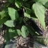 Solanum melongena -- Aubergine